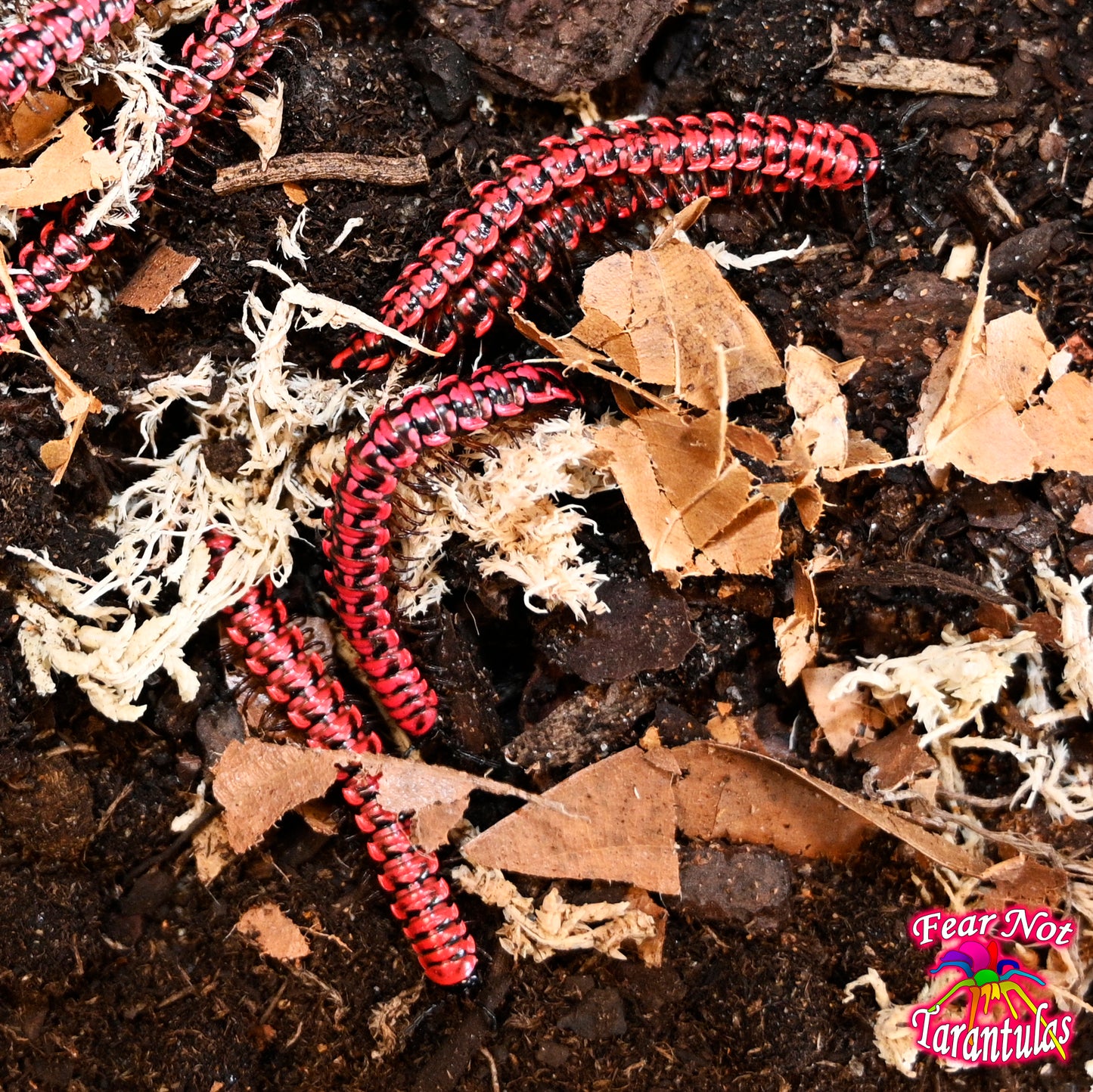 Pink Dragon Millipede about 1 1/2" - 2" Desmoxytes Planata