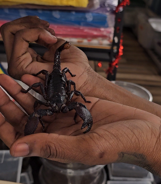 Emperor Scorpion (Pandinus imperator) 3"-5" Large Juvenile to Sub-adult Unsexed