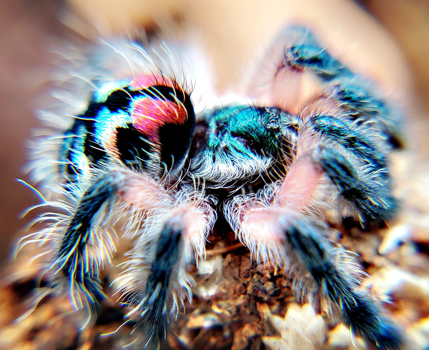 Typhochlaena seladonia (Brazilian Jewel Tarantula) An arboreal trapdoor! about 1/4" - 1/3" to nearly 1/2" Includes habitat and feeders! 🌟🌟SEE DESCRIPTION BEFORE BUYING🌟🌟