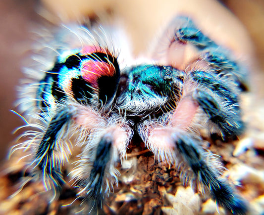 Typhochlaena seladonia (Brazilian Jewel Tarantula) An arboreal trapdoor! about 1/4" - 1/3" to nearly 1/2" Includes habitat and feeders! ππSEE DESCRIPTION BEFORE BUYINGππ