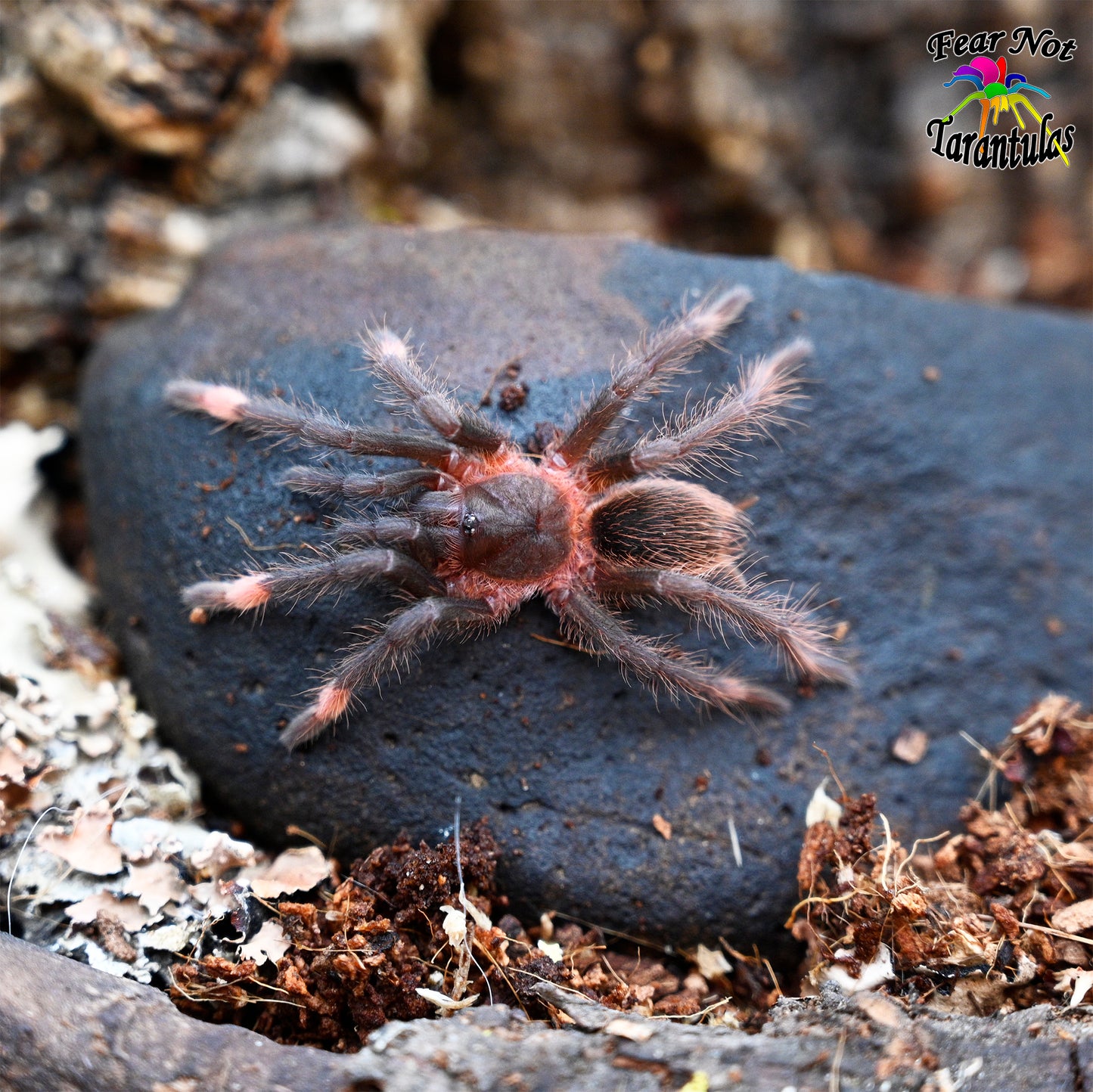 Sericopelma sp Azuero about 2"- 2 1/2" 💜FEMALE💜