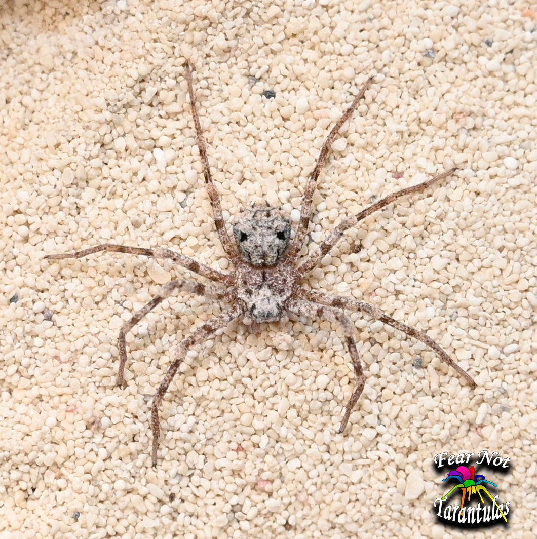 Sicarius gracilis (Six-Eyed Sand Spider) about 1/2" - 3/4"