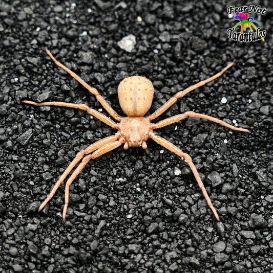 Sicarius thomisoides (Six-Eyed Sand Spider) about 1/4" - 1/3"