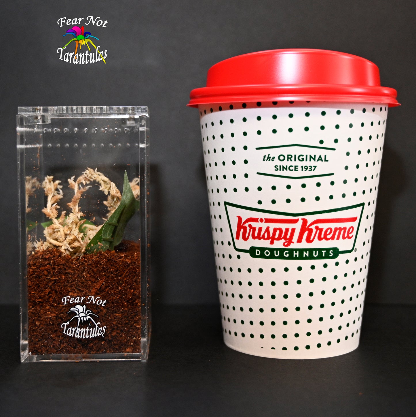 Fear Not Flats Spiderling Studio 4" Tall x 2" Good for spiderlings that are about 1/2" to about 1" Shipped ONLY with the purchase of a tarantula. LIMIT OF 2 PER SHIPMENT!! *see further habitat restrictions in description