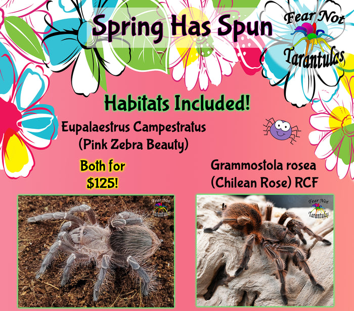 Spring Sale  Eupalaestrus Campestratus (Pink Zebra Beauty) about 1/3" - 1/2" AND Grammostola rosea RCF (Chilean Rose) Habitats are included!
