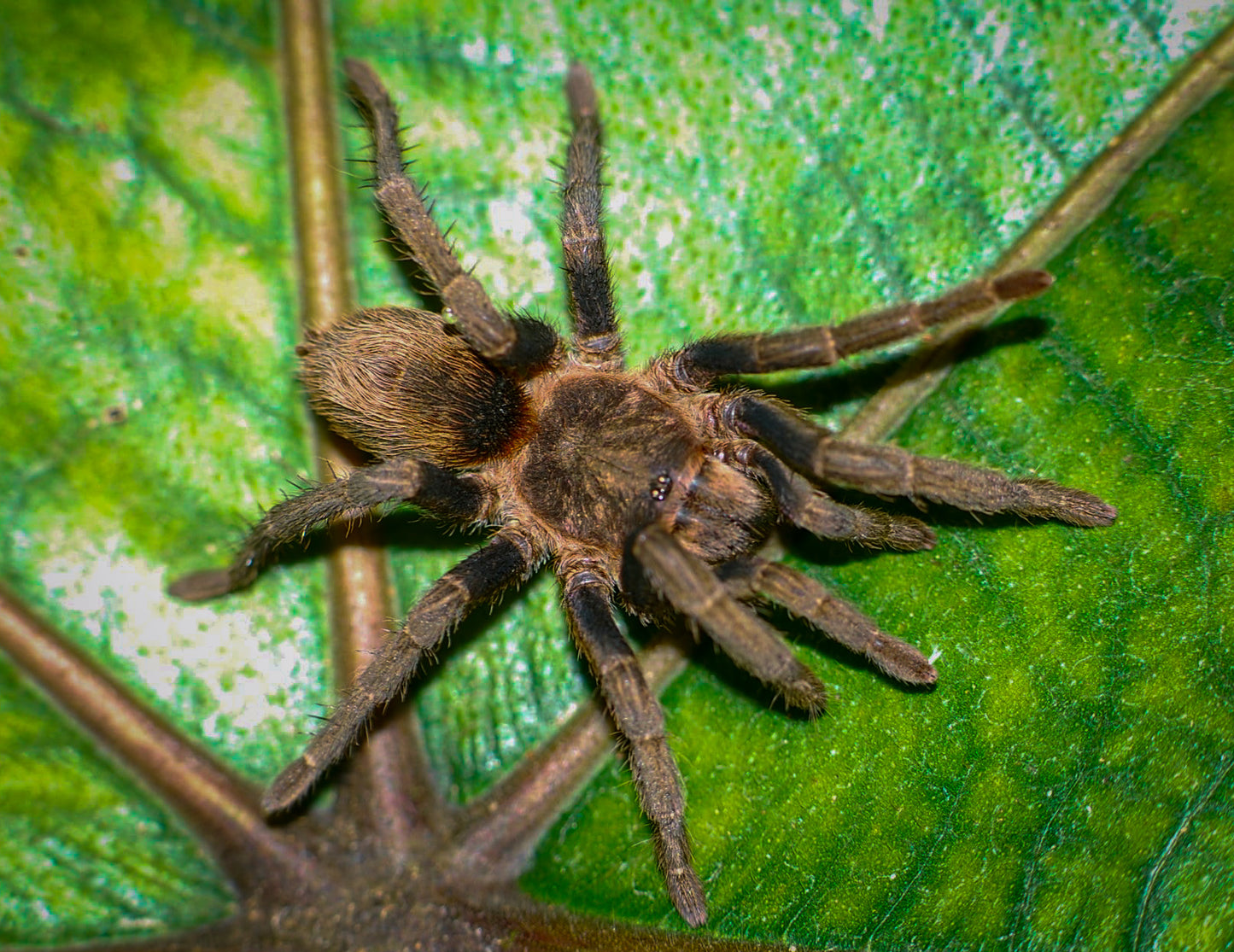 Theraphosidae sp chorrillo chica about 1/2" *NEW