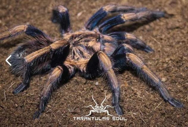 Theraphosidae sp dorado (Golden Royalty Tarantula) about 1/2" *NEW