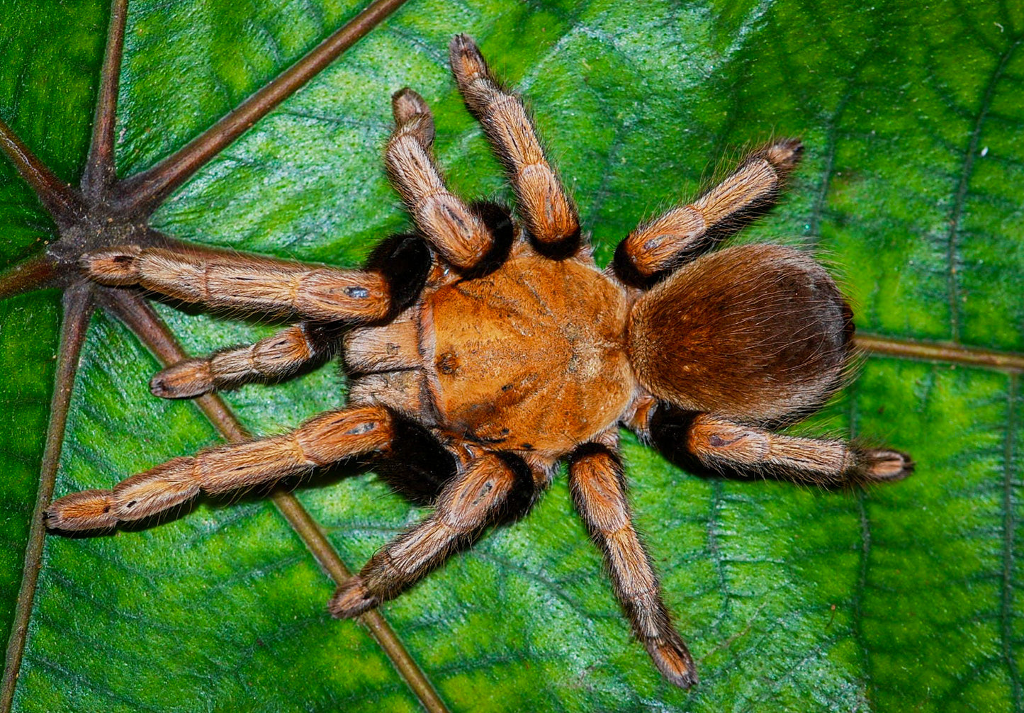 Theraphosidae sp mandarin about 1/2" *NEW *RARE
