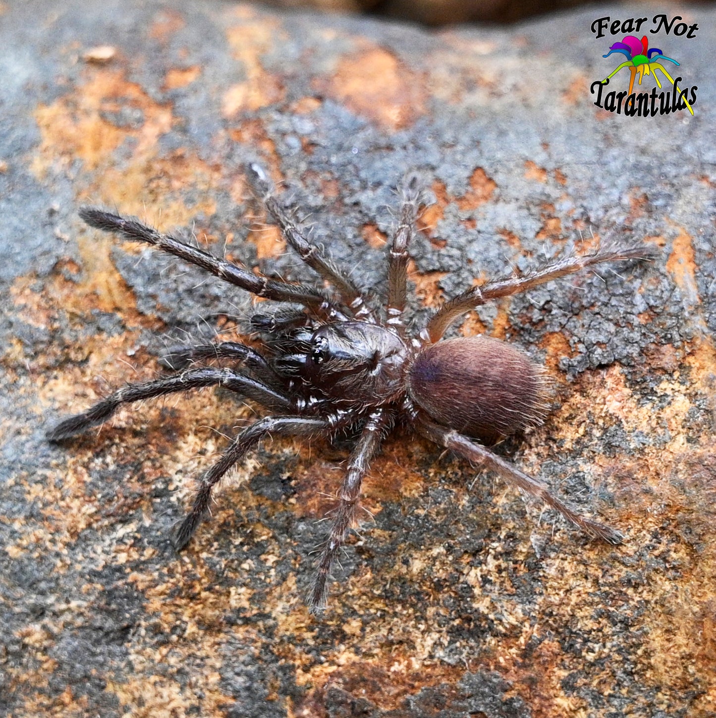 Cilantica sp Kali (Kali Earth Tiger) aka Thrigmopoeinae about 1" - 1 1/4"