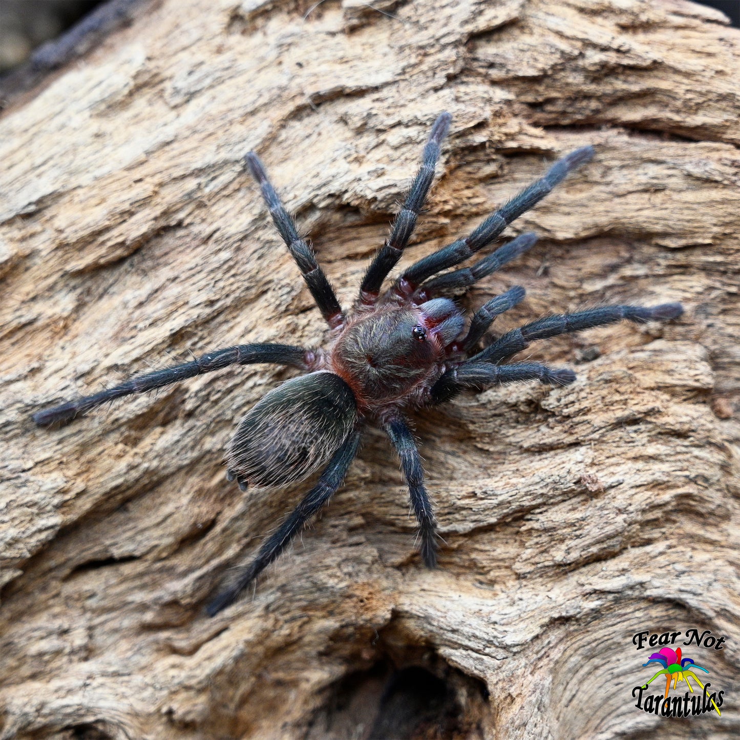 Thrixopelma pruriens (Peruvian Green Velvet) Tarantula about 1/2"