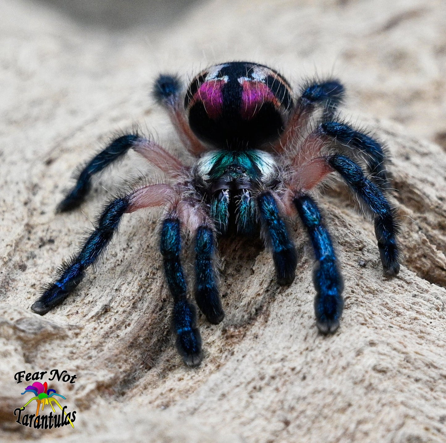 Typhochlaena seladonia (Brazilian Jewel Tarantula) An arboreal trapdoor! about 1/4" - 1/3" to nearly 1/2" Includes habitat and feeders! 🌟🌟SEE DESCRIPTION BEFORE BUYING🌟🌟