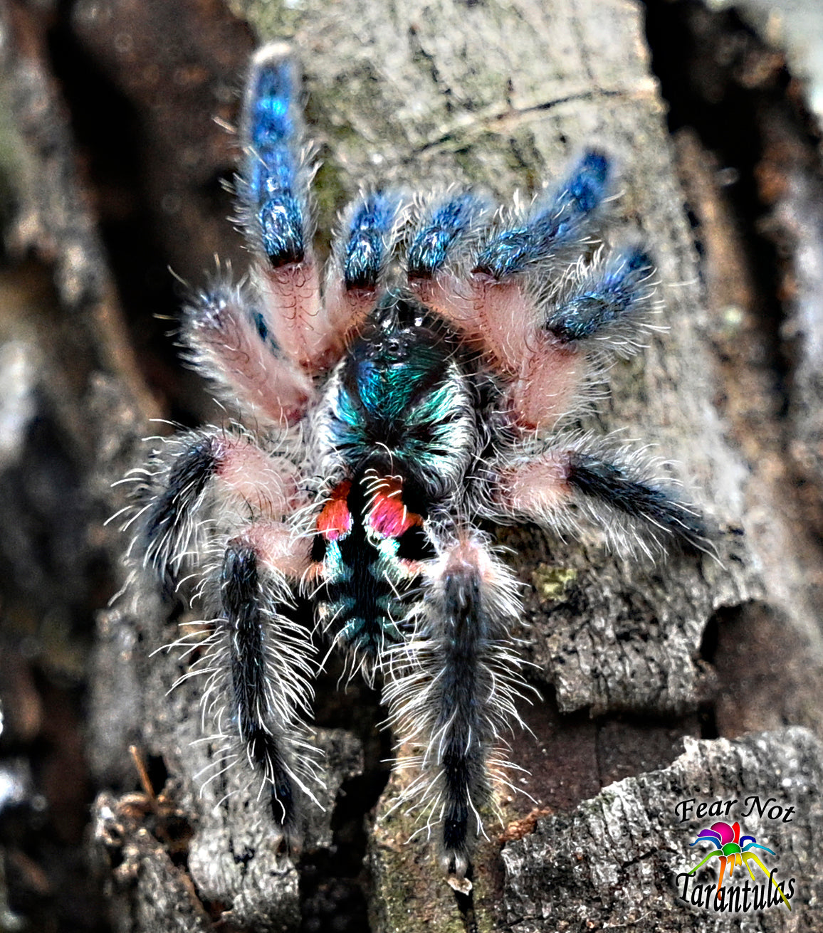 Typhochlaena seladonia (Brazilian Jewel Tarantula) An arboreal trapdoor! about 1/4" - 1/3" to nearly 1/2" Includes habitat and feeders! 🌟🌟SEE DESCRIPTION BEFORE BUYING🌟🌟
