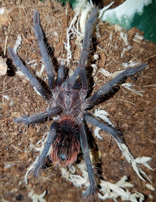 Pamphobeteus antinous (Steely Blue Leg Birdeater Tarantula) aka "Big Black" about 1 1/4" - 1 1 /2"