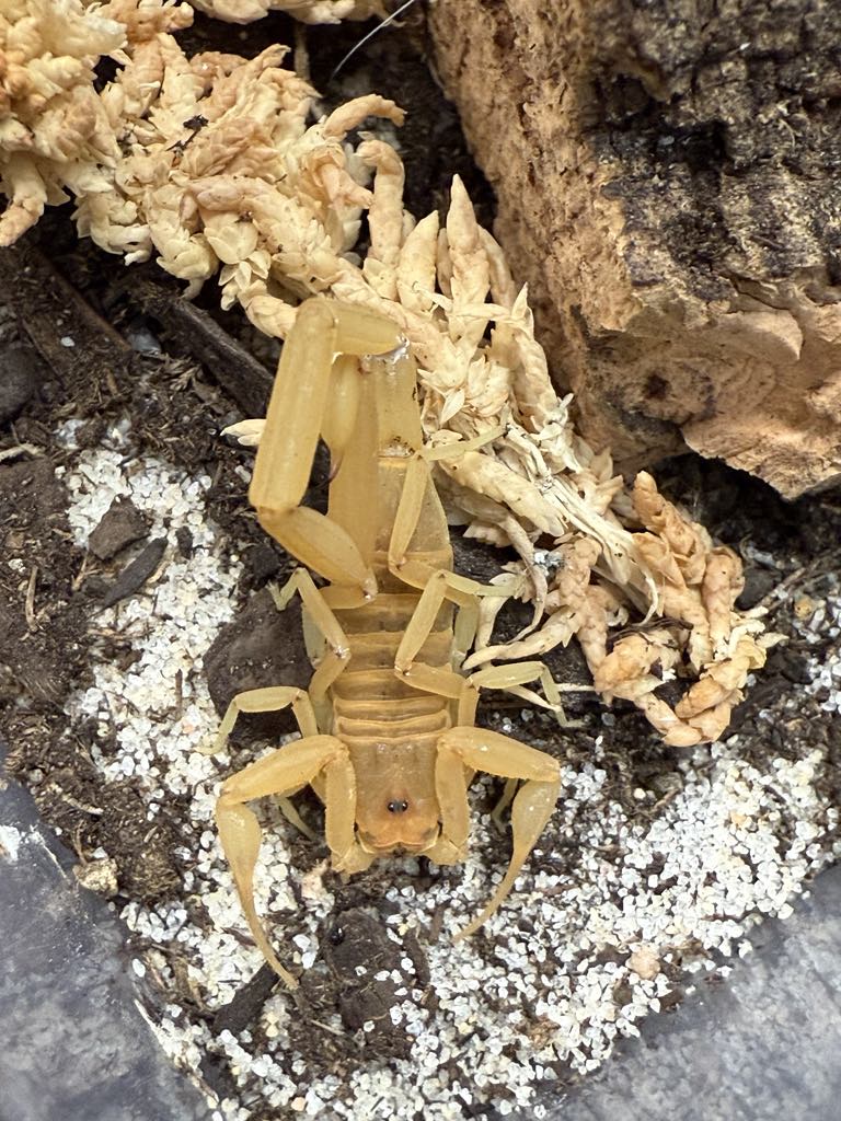 Arizona Bark Scorpion (Centruroides sculpturatus) 1 1/2" - 2"+