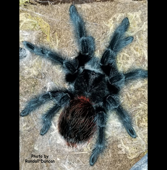 Grammostola actaeon ( Brazilian Red Rump Tarantula) about 2 1/2" Juvenile πMALEπ