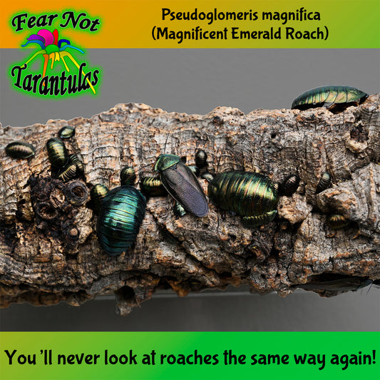 Corydidarum magnifica (was Pseudoglomeris magnifica) (Magnificent Emerald Roach) 1/4" - 1/2" mixed nymphs.  We include a vial of bee pollen! *CANNOT BE SHIPPED TO FLORIDA*
