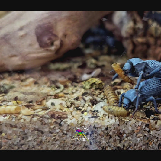 Blue Death Feigning Beetle (Asbolus verrucosus) Keep them in groups!