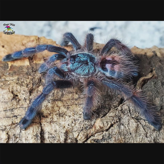 Caribena versicolor (Antilles Pinktoe Tarantula) about 3/4"-1"