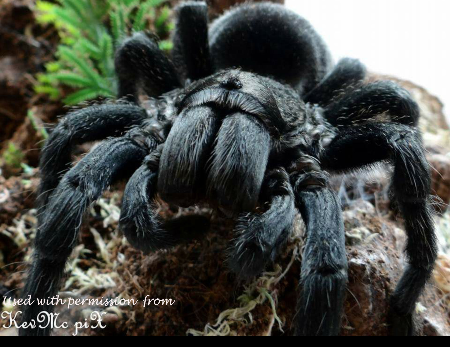 Grammostola pulchra (Brazilian Black Tarantula) about 1" Free for orders $500 and over! (after discounts and does not include shipping) One freebie per shipment.
