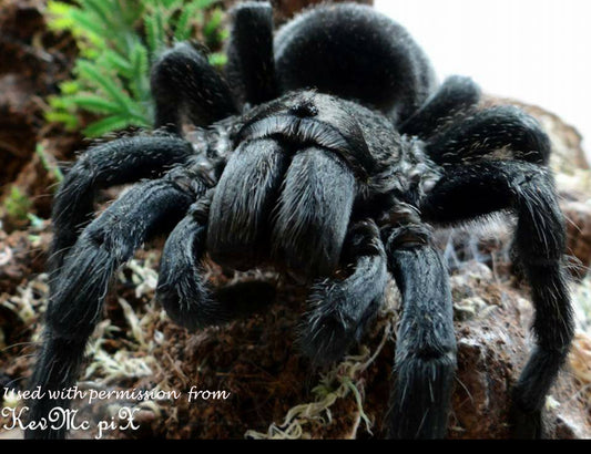 Grammostola pulchra (Brazilian Black Tarantula) about  1"  Free for orders $500 and over! (after discounts and does not include shipping) One freebie per shipment.