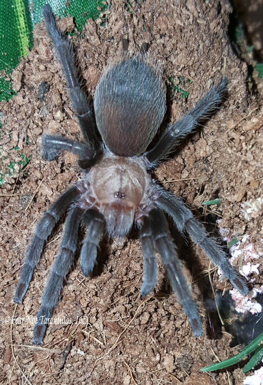 Aphonopelma hentzi (Texas Brown Tarantula) at or very nearly 1/2"