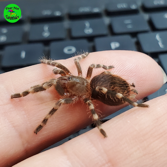 Acanthoscurria geniculata (Giant White Knee Tarantula) about 1/4" - 1/3" - Fear Not Tarantulas, Inc. Acanthoscurria geniculata (Giant White Knee Tarantula) about 1/4" - 1/3"