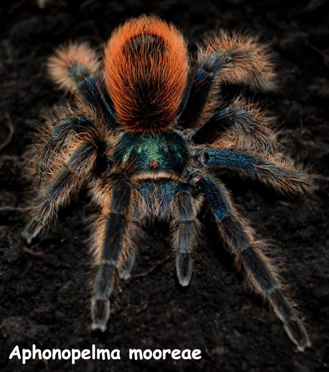 Aphonopelma mooreae (Mexican Jade Fuego Tarantula) about 1/2" *VERY RARE!