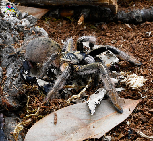 Augacephalus ezendami (Mozambique Golden Starburst Baboon Tarantula) about 3/4"  FREE for orders $250.00 and over. (after discounts and does not include shipping) One freebie per shipment.