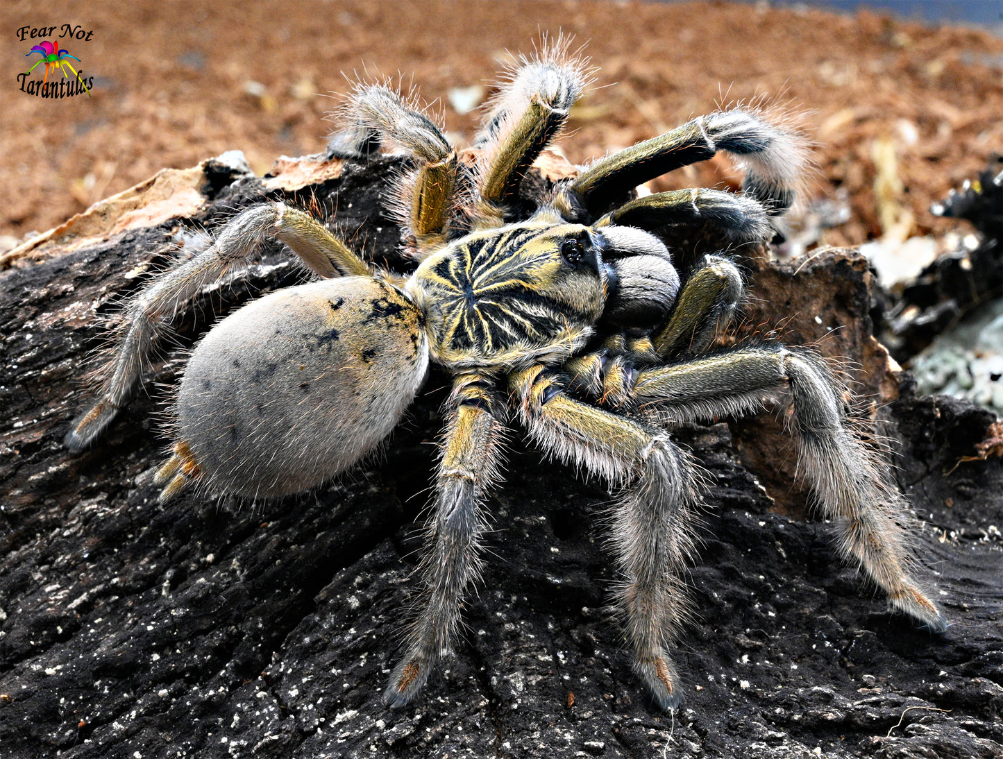 Augacephalus ezendami (Mozambique Golden Starburst Baboon) about 3/4"
