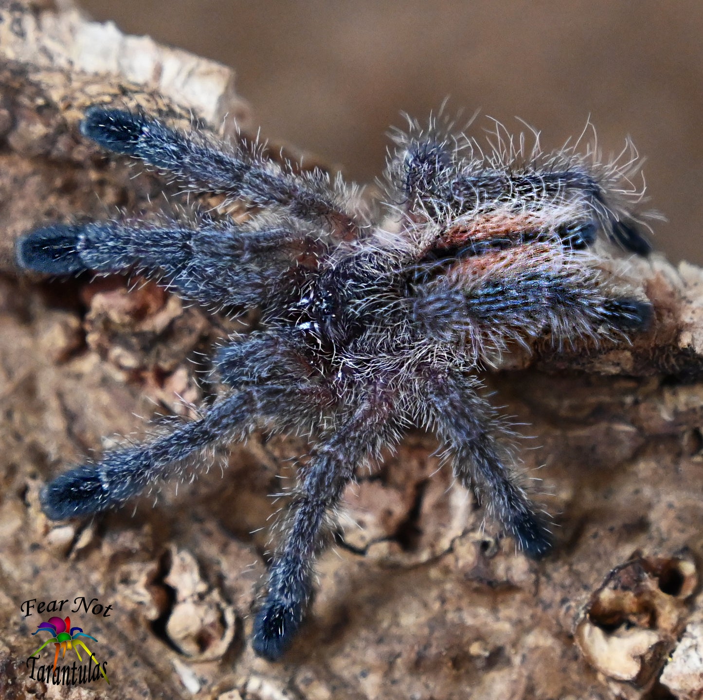 Avicularia merianae (Tarapoto Pinktoe Tarantula) about 1 1/4" - 1 1/2" Very Well Started!! IN STORE ONLY DUE TO BEING TOO NEAR MOLTING 3/24