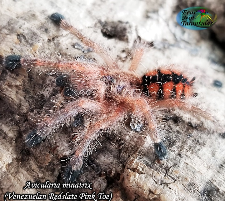 Avicularia minatrix (Venezuelan Redstripe Pink Toe Tarantula) about 3/4" - 1" This is a dwarf arboreal species. It is the only species in this genus for which the coloration does not change from spiderling to adulthood.