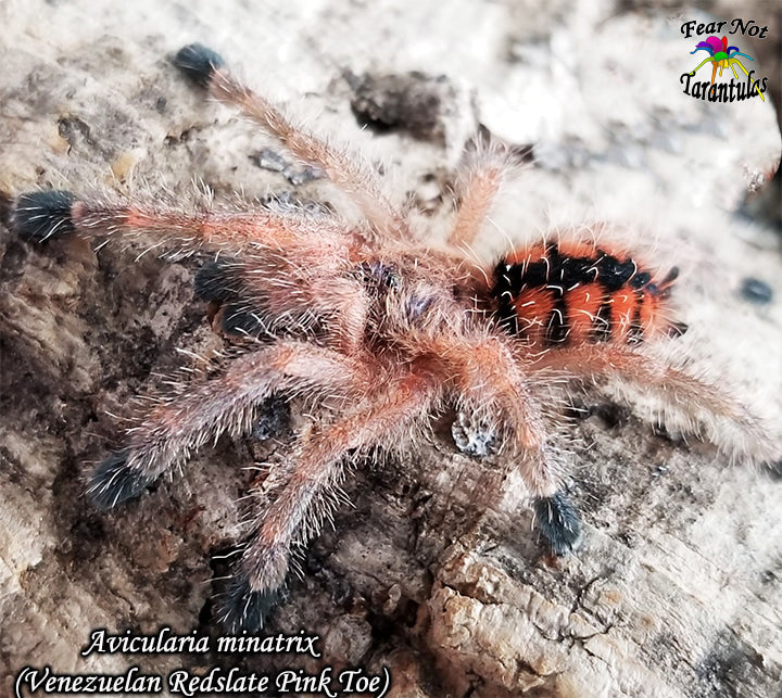 Avicularia minatrix (Venezuelan Redstripe Pink Toe Tarantula) about 1/2" - 3/4"