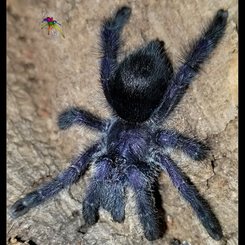 Avicularia purpurea (Purple Pinktoe Tarantula) about 1/2" - 3/4"