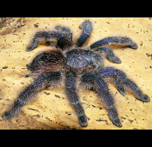 Avicularia juruensis (Purple Peru Tarantula) about 1/2" - 3/4"