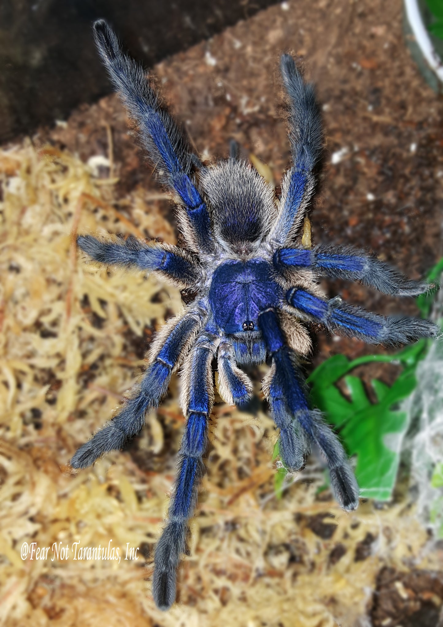 Monocentropus balfouri (Socotra Island Blue Baboon) 1" - 1 3/4" *** IN STORE ONLY DUE TO PREMOLT AS OF 8/18 ***