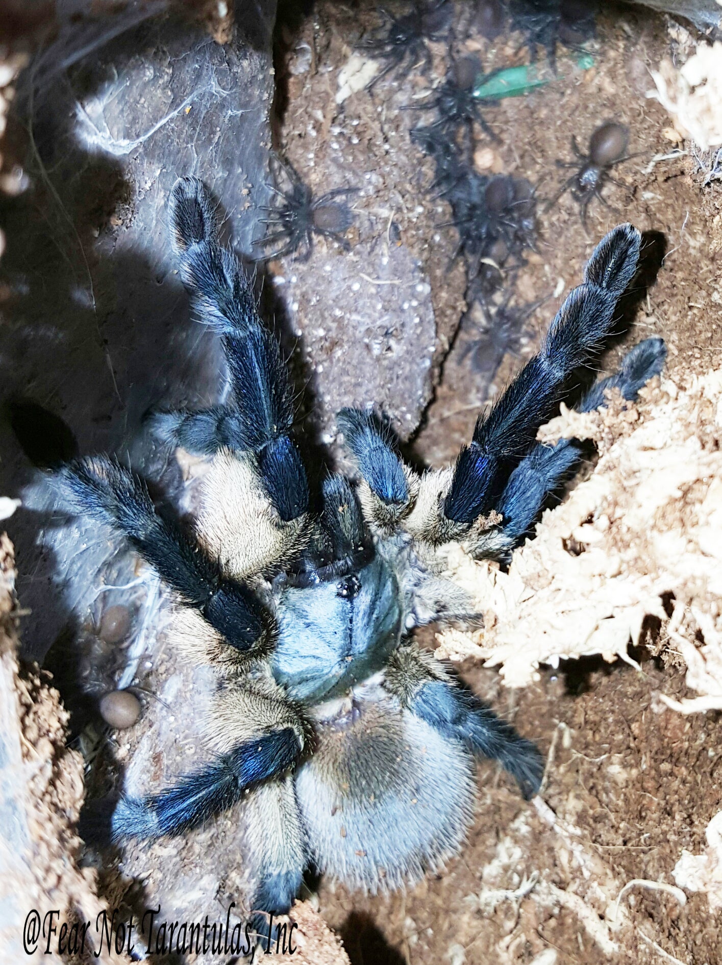 Monocentropus balfouri (Socotra Island Blue Baboon) 1" - 1 3/4" *** IN STORE ONLY DUE TO PREMOLT AS OF 8/18 ***