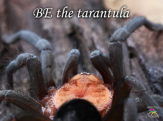 Bumba horrida (ex. cabocla) (Brazilian RedHead Tarantula) about 1"- 1 1/4" *** IN-STORE ONLY DUE TO PREMOLT AS OF 11/11 ***