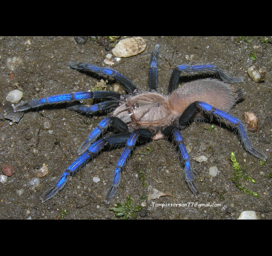 Birupes simoroxigorum tarantula (Borean Neon-Blue Leg Tarantula) *Very Rare about 1" Very well started!