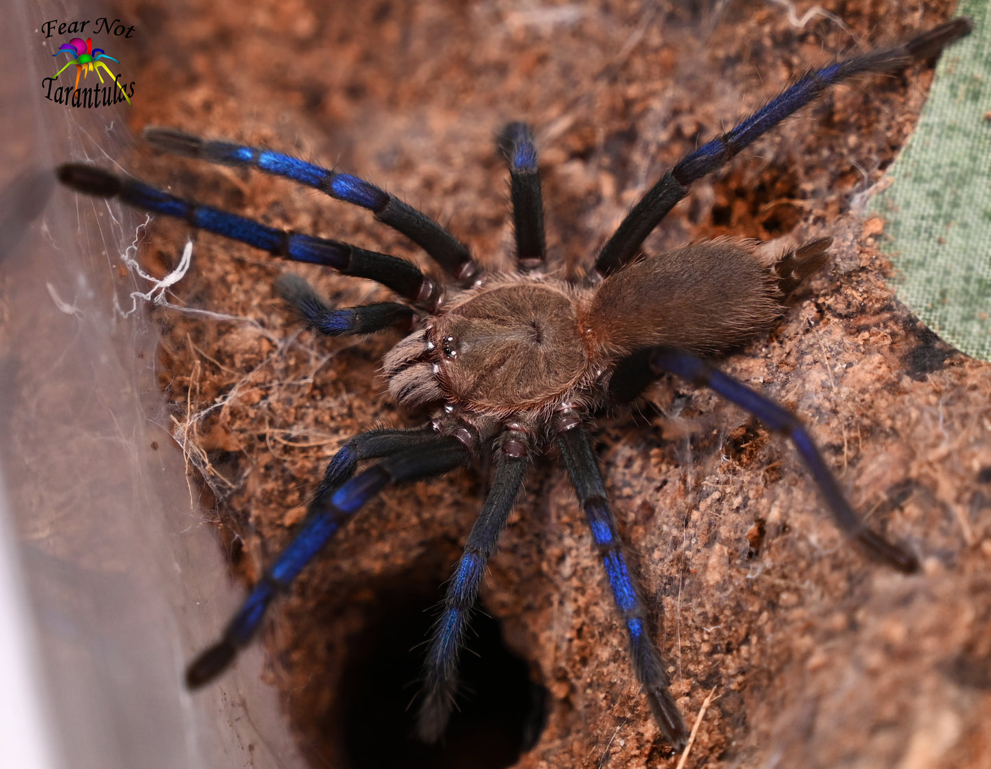 Birupes simoroxigorum tarantula (Borean Neon-Blue Leg Tarantula) *Very Rare about 1" Very well started!