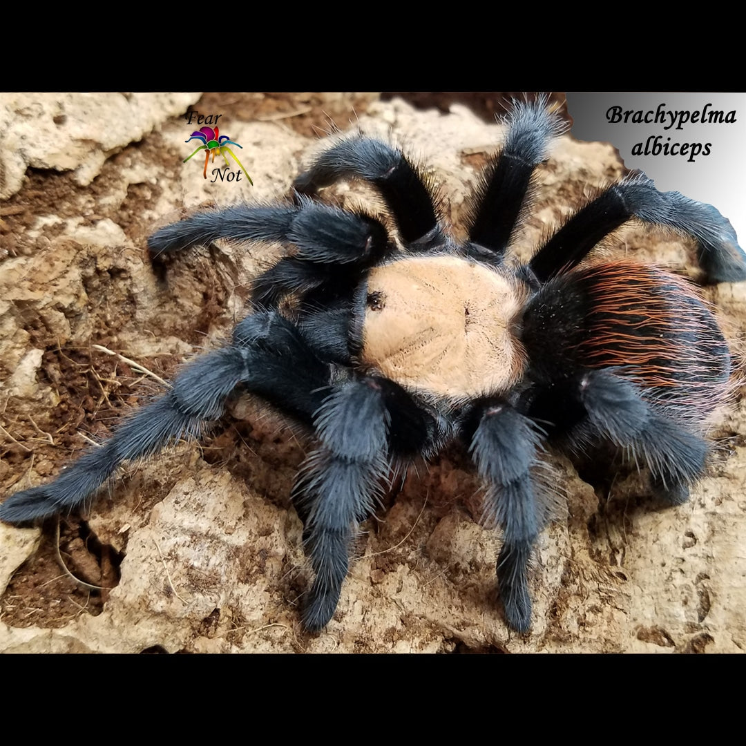 Brachypelma albiceps (Golden Red Rump Tarantula) about 1/2"
