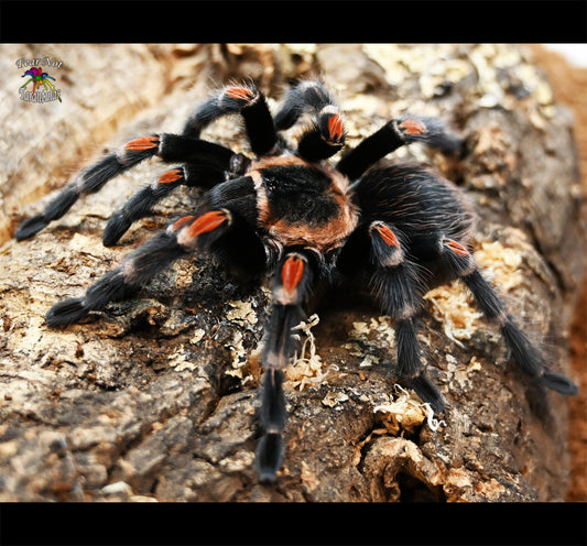 Brachypelma auratum (Mexican Flame Knee Tarantula) almost 1/2"