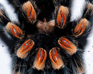 Brachypelma hamorii (Mexican Redknee Tarantula) about  1/2"