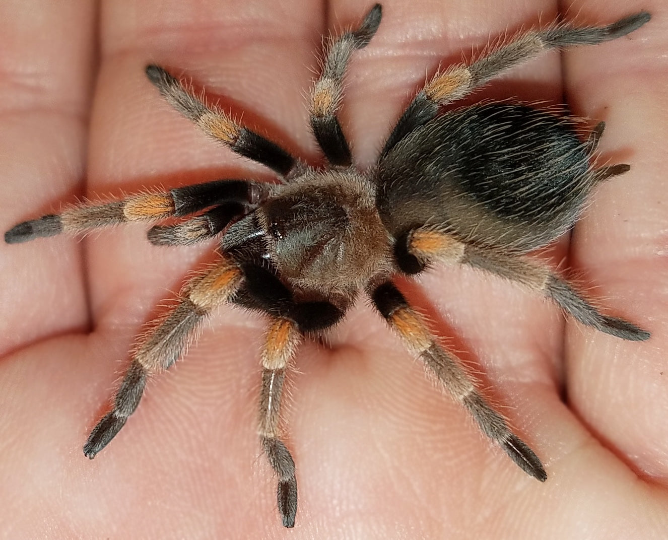 Brachypelma hamorii (Mexican Redknee Tarantula) nearly 1/2"