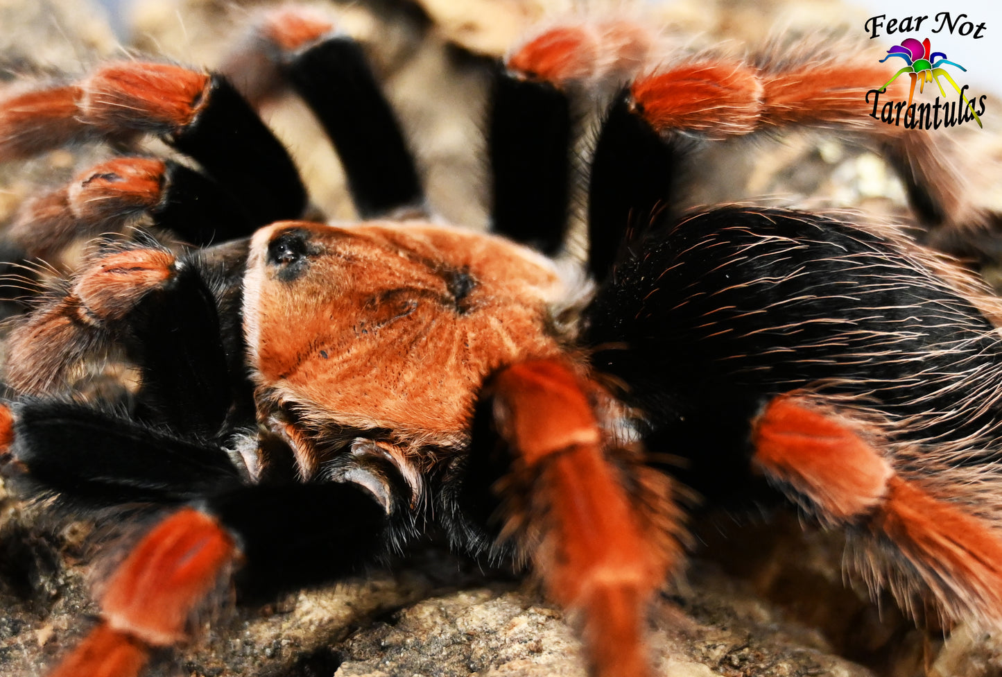 K 📢📢 7/29 Brachypelma boehmei (Mexican Fireleg Tarantula) About 1/2"