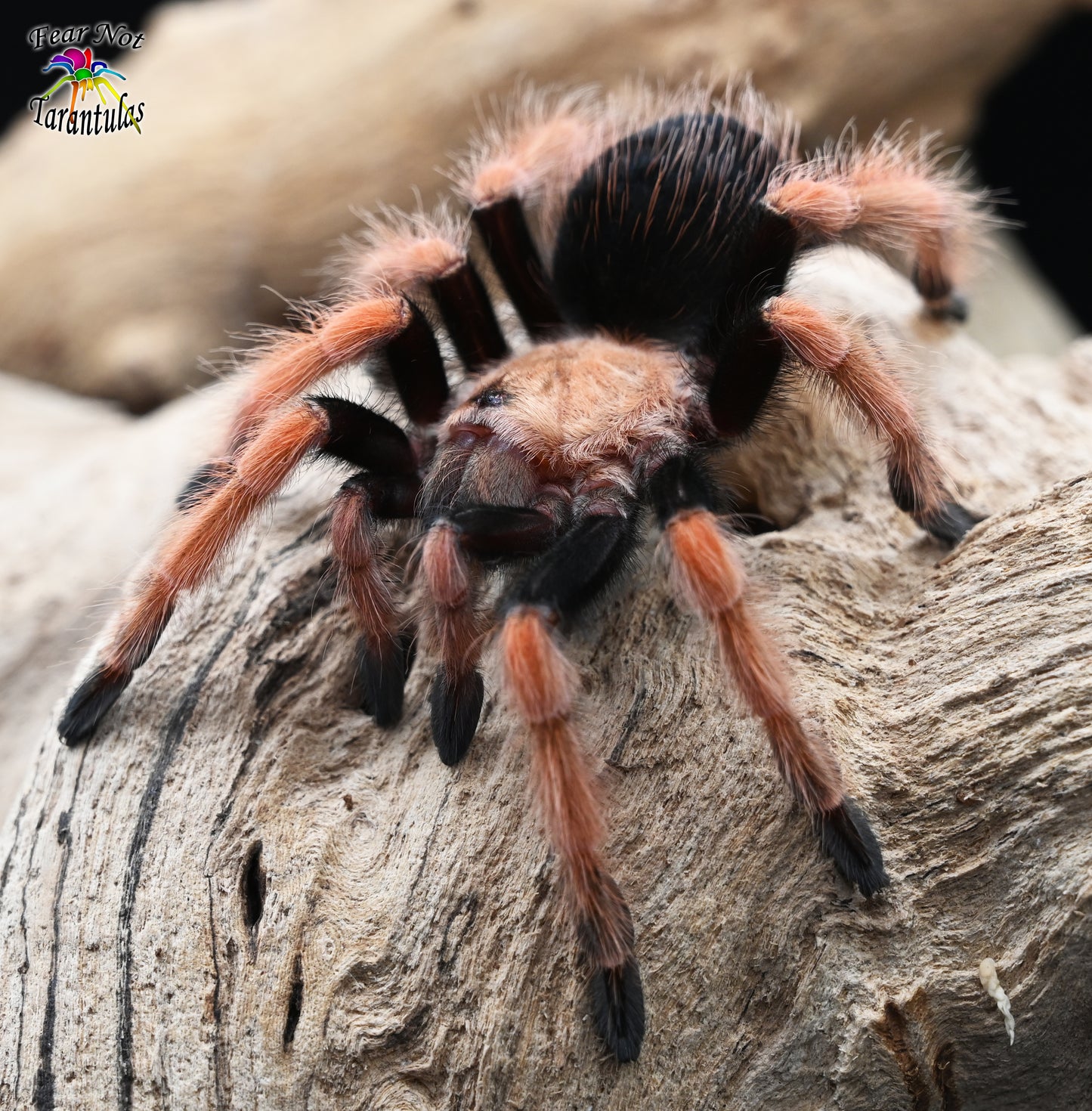Brachypelma boehmei (Mexican Fireleg Tarantula) about 1/2" *** IN STORE ONLY DUE TO PREMOLT 8/20 ***