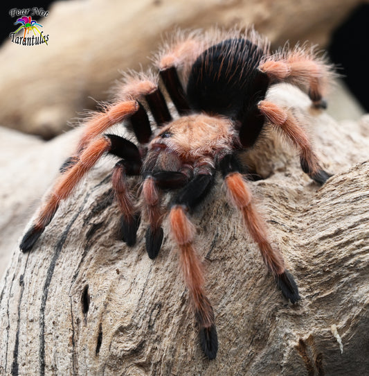 Brachypelma boehmei (Mexican Fireleg Tarantula) about 1/2" - 3/4"