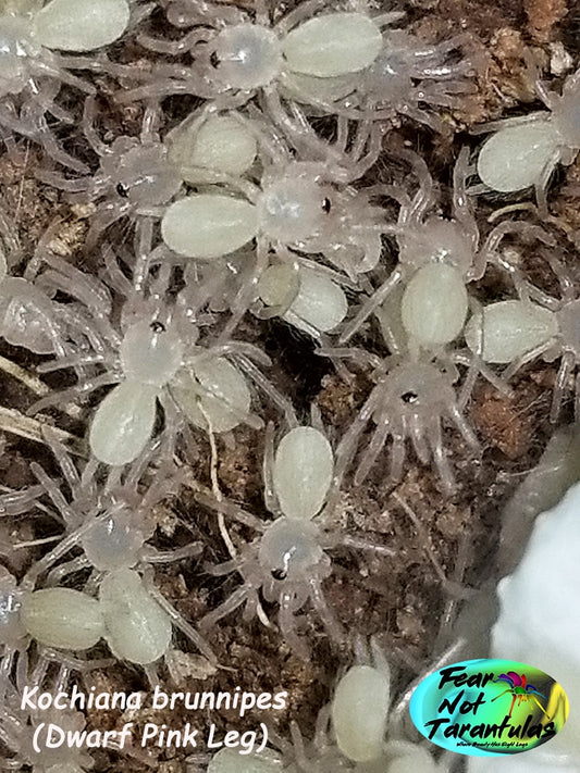 Kochiana brunnipes (Dwarf Pink Leg Tarantula) about 3/4" Beautiful dwarf species! FREE for orders over $100! (after discounts and does not include shipping) One freebie per shipment.