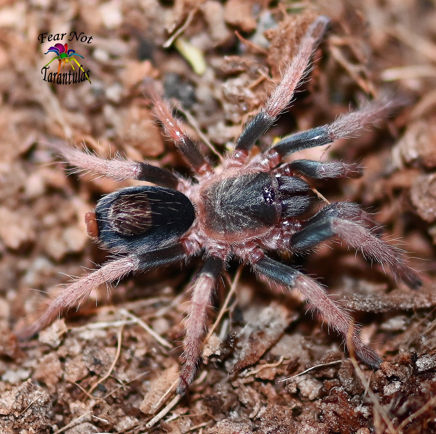 Cardiopelma mascatum Tarantula (Orange Flame Rump) 1 1/2"+ πFEMALEπ