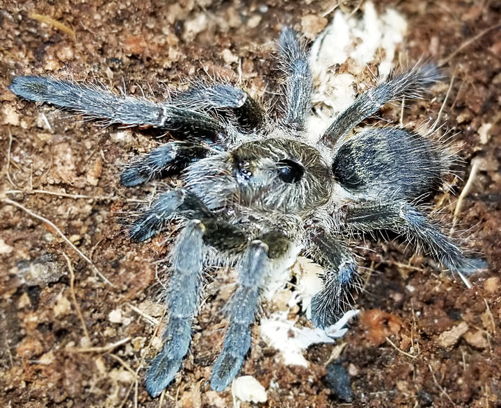 Ceratogyrus sanderi (Nambia Horned Baboon Tarantula) about 3/4"