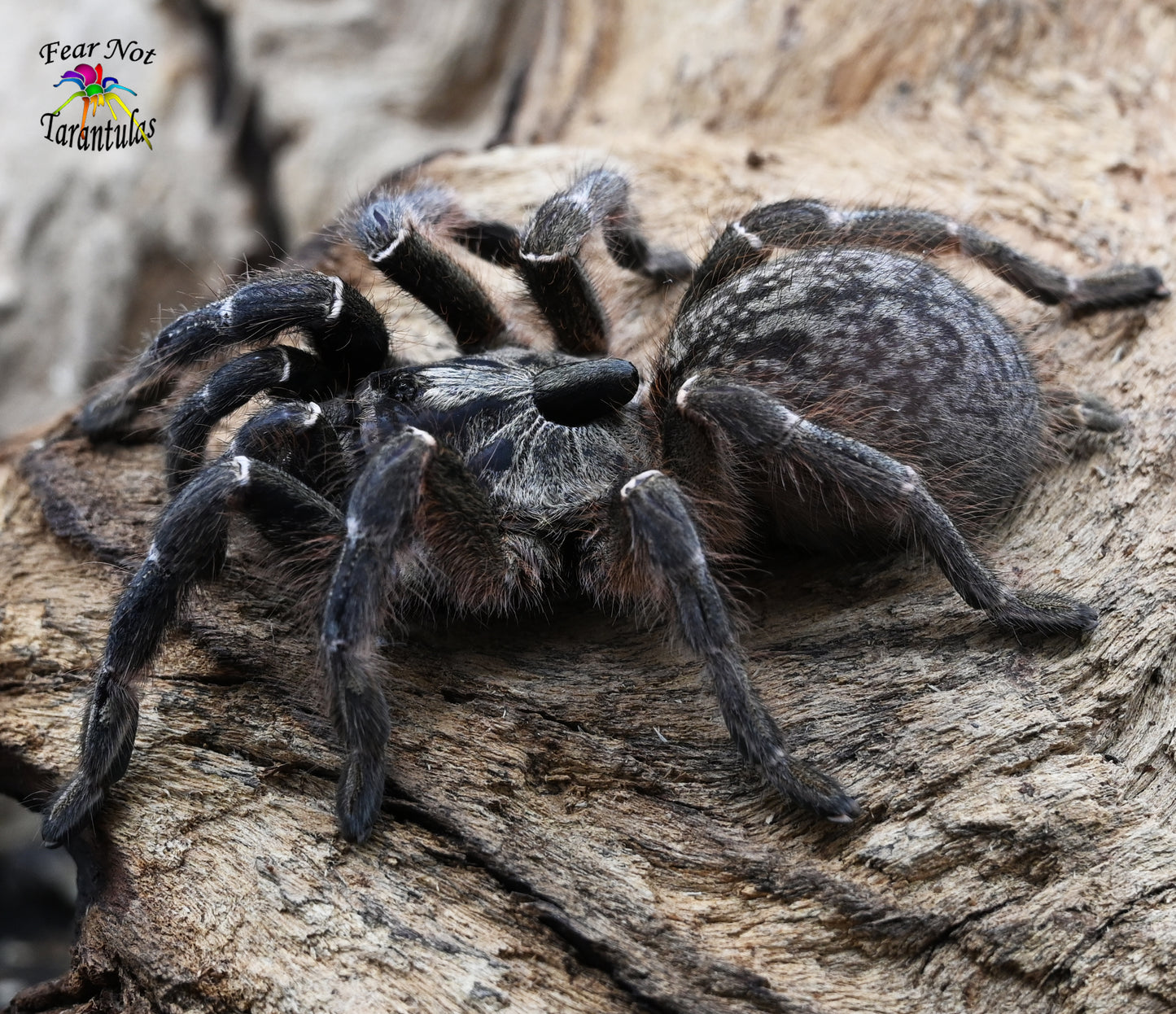 Ceratogyrus darlingi (Rear Horned Baboon Tarantula) about 1/2" - 3/4"